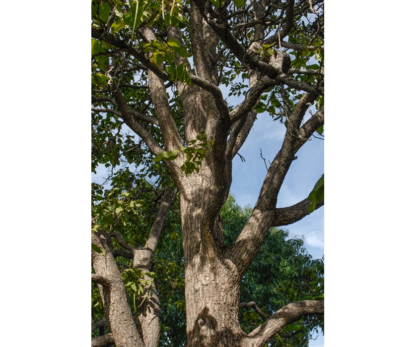 Western Catalpa